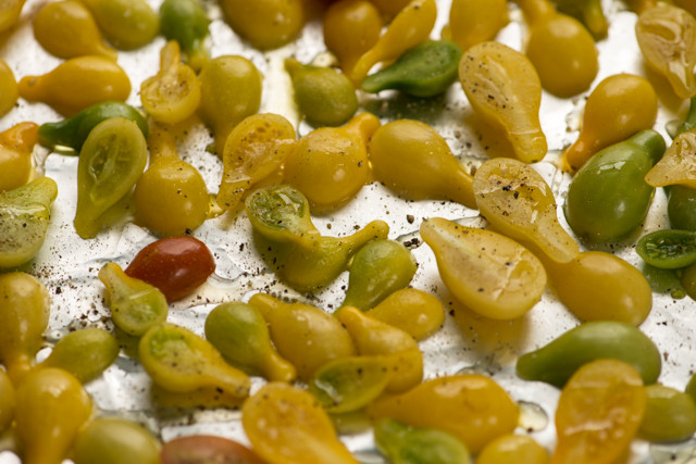 Slow Roasted Tomatoes and life lessons from a tomato plant